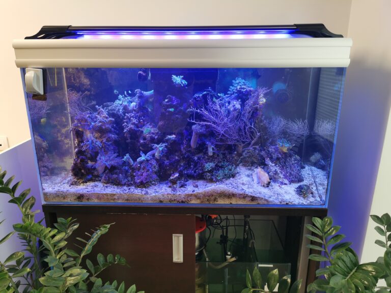 Reef in Forests akwarium Starogard Gdański 1