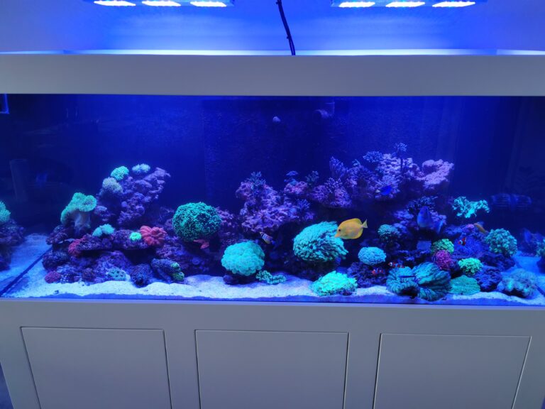 Reef in Forests akwarium Toruń 3