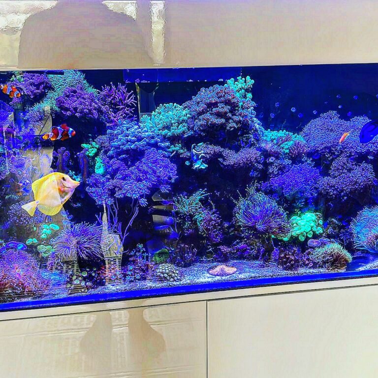 Reef in Forests akwarium Włocławek 1