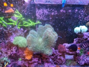 Reef in Forest's akwarium 750 litrów Toruń