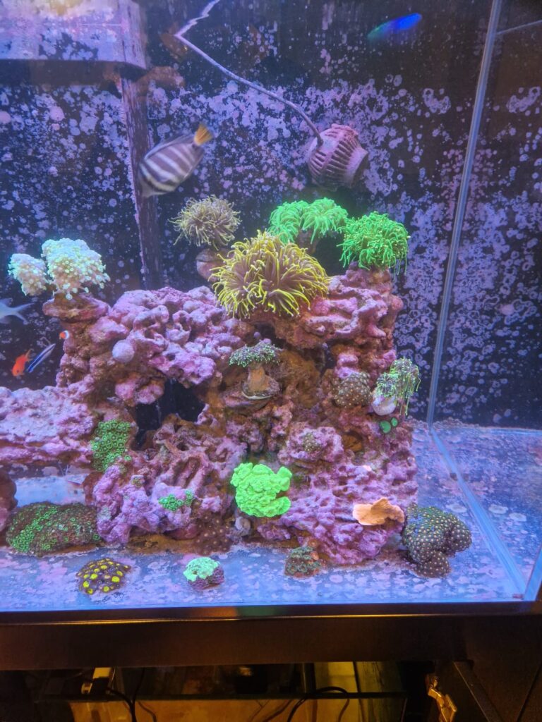 Reef in Forest's akwarium 750 litrów Toruń
