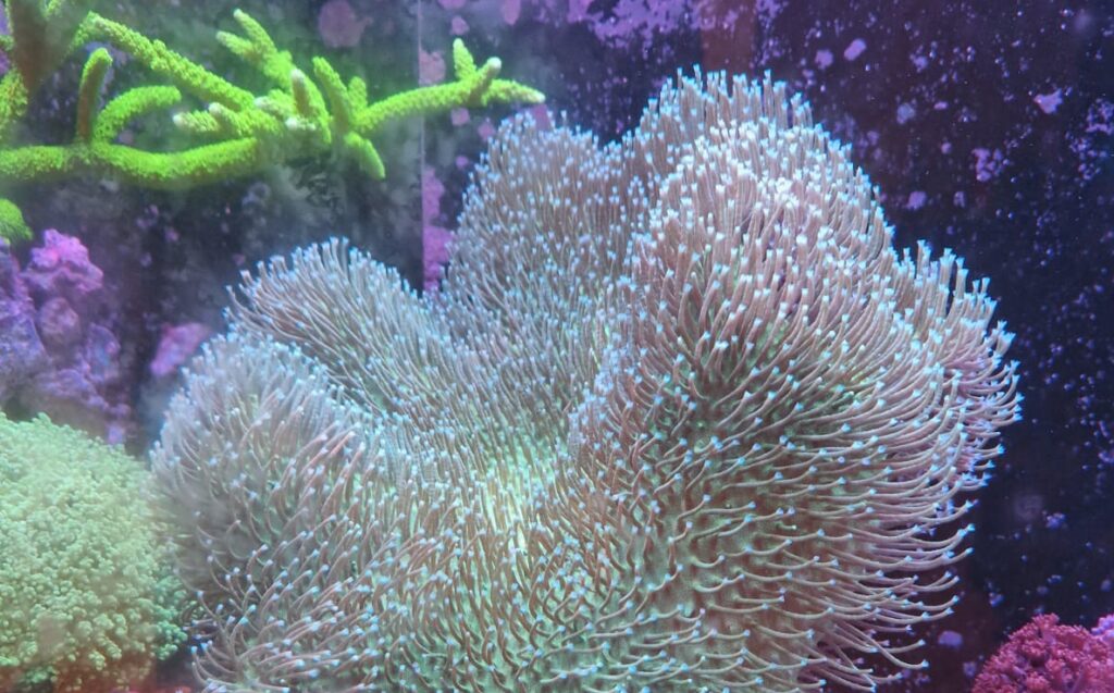 Reef in Forest's Koralowiec